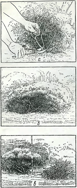 Рисунок 1. Обрезка кустов лаванды
