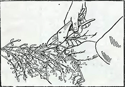 Рисунок 1. Обрезка жасмина