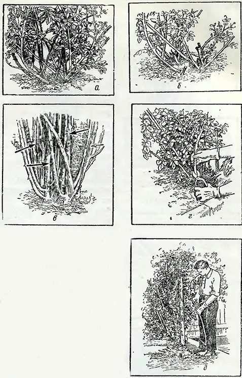 Рисунок 1. Обрезка кустовых роз