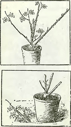 Рисунок 1. Обрезка кадочных роз
