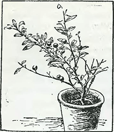 Рисунок 1. Обрезка зимней вишни
