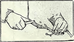 Рисунок 2. Зимняя обрезка глицинии