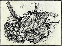 Рисунок 1. Посадка луковиц в горном саду