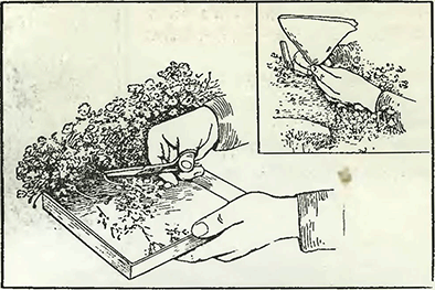 Рисунок 1. Сбор семян горных растений