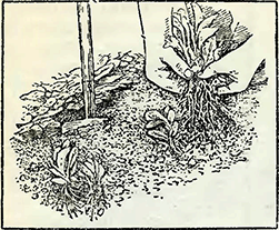 Рисунок 1. Высадка рассады многолетних и двухлетних растений