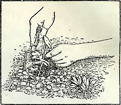 Рисунок 2. Высадка рассады многолетних и двухлетних растений