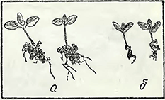 Рисунок 3. Высадка рассады многолетних и двухлетних растений