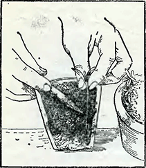Рисунок 1. Пикировка сеянцев в цветочные горшки