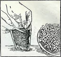 Рисунок 1. Высадка рассады в горшки