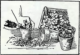 Рисунок 3. Высадка рассады в горшки