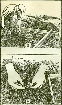 Рисунок 1. Посадка сеянцев в парники