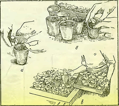 Рисунок 1. Высадка в горшки рассады цикламена