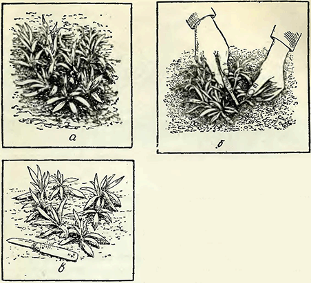 Рисунок 1. Прореживание побегов флоксов и других растений