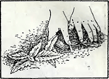 Рисунок 1. Пришпиливание грунтовых растений