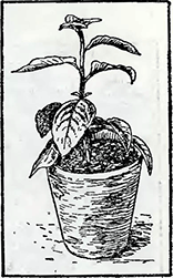 Рисунок 1. Выращивание стандартных растений из черенков