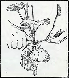 Рисунок 2. Выращивание стандартных растений из черенков