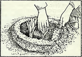 Рисунок 1. Специальные вспомогательные работы при выращивании лилий (лисохвоста)