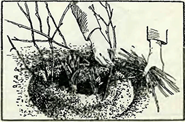 Рисунок 2. Специальные вспомогательные работы при выращивании лилий (лисохвоста)