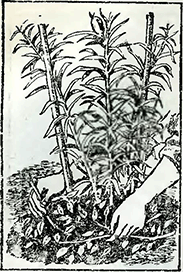 Рисунок 1. Летний уход за лилиями