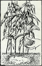 Рисунок 3. Летний уход за лилиями