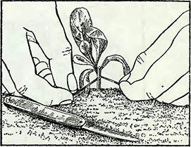 Рисунок 1. Подвязка к колышкам цветочных растений с двумя кистями