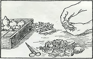Рисунок 1. Хранение луковиц и их переборка