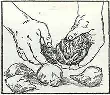 Рисунок 1. Следует ли разламывать кистевидные луковицы?