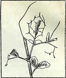 Рисунок 1. Подвязка стеблей душистого горошка