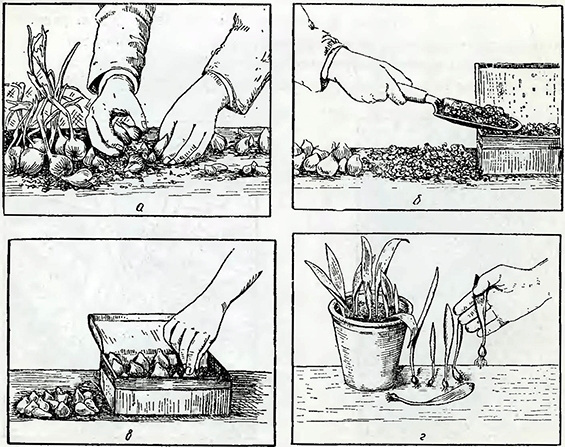 Рисунок 1. Уход за молодыми луковицами тюльпанов