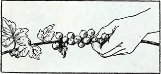 Рисунок 1. Удлинение срока цветения мальвы