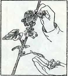 Рисунок 2. Удлинение срока цветения мальвы