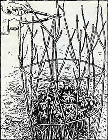 Рисунок 1. Подвязка пеонов и других цветок