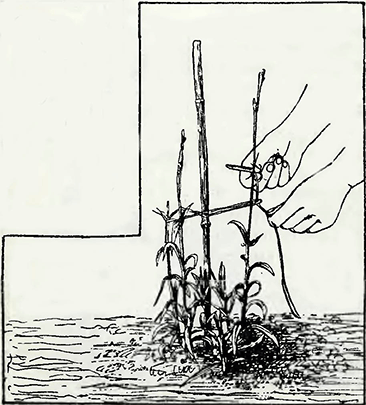 Рисунок 1. Подвязка садовой гвоздики