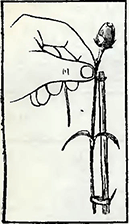 Рисунок 2. Подвязка садовой гвоздики