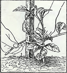 Рисунок 2. Подвязка георгинов и мальвы