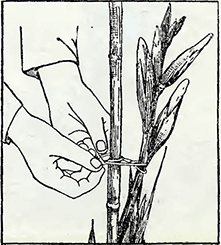Рисунок 1. Подвязка гладиолусов