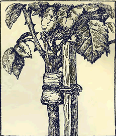 Рисунок 1. Установка опор и подвязка штамбовых роз и кустарниковых растений