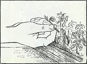 Рисунок 1. Пинцировка львиного зева
