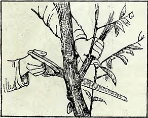 Рисунок 1. Обрезка больших деревьев