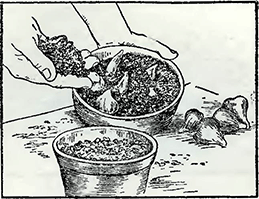 Рисунок 1. Посадка луковиц в горшки