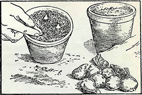 Рисунок 2. Посадка луковиц в горшки