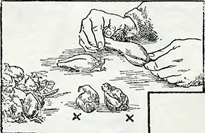 Рисунок 1. Посадка миниатюрных ирисов в горшки и вазы