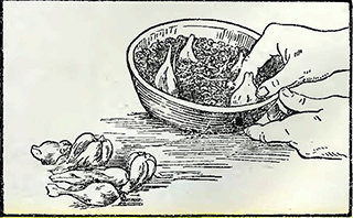 Рисунок 2. Посадка миниатюрных ирисов в горшки и вазы