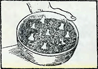Рисунок 3. Посадка миниатюрных ирисов в горшки и вазы