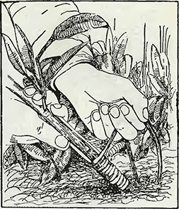 Рисунок 2. Исправление сломанных деревьев и веток кустарников