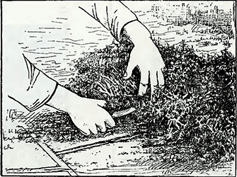 Рисунок 1. Обрезка растений мостовых расщелин