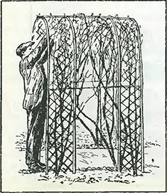 Рисунок 1. Подвязка растений к аркам