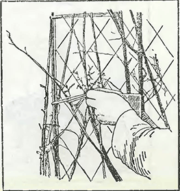 Рисунок 2. Подвязка растений к аркам