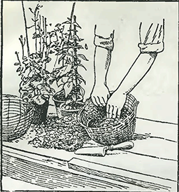 Рисунок 1. Посадка растений в подвесные корзины