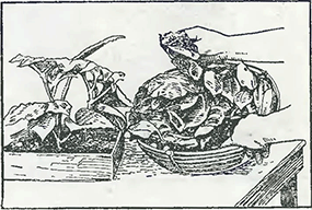 Рисунок 1. Посадка в корзины бегонии